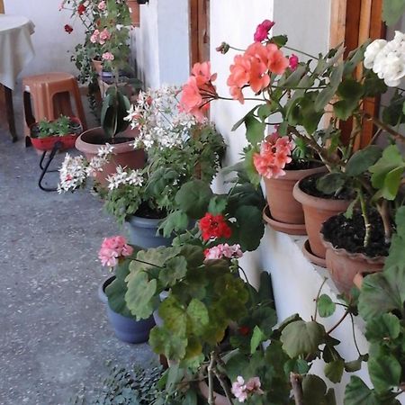 Guesthouse Raisa Kvareli Exterior foto